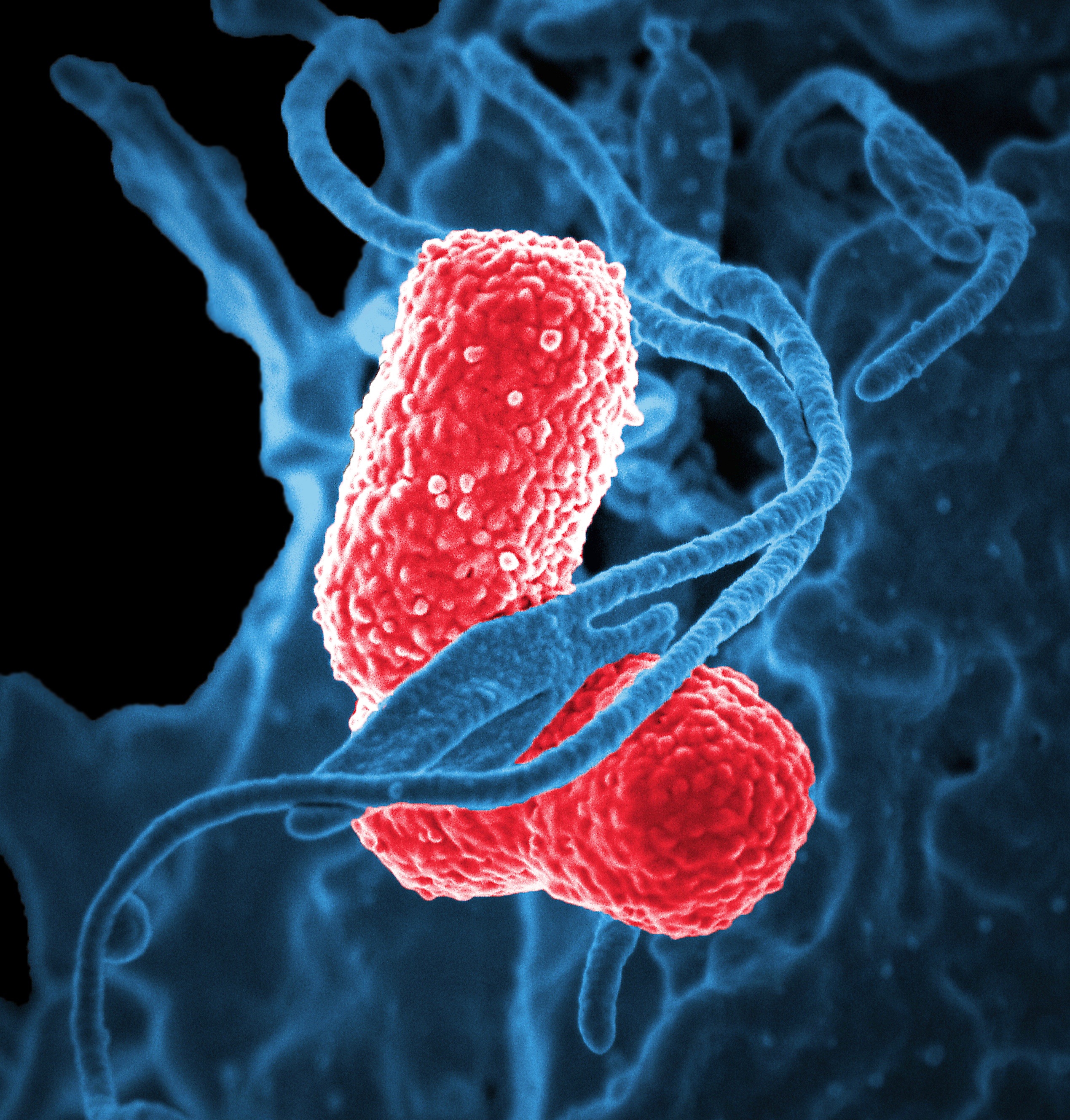 Combattere i batteri cattivi con quelli buoni: inizia l’Era post-antibiotica
