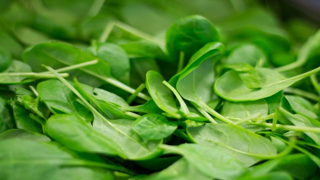 Spinaci e taleggio contaminati: ritirati 
