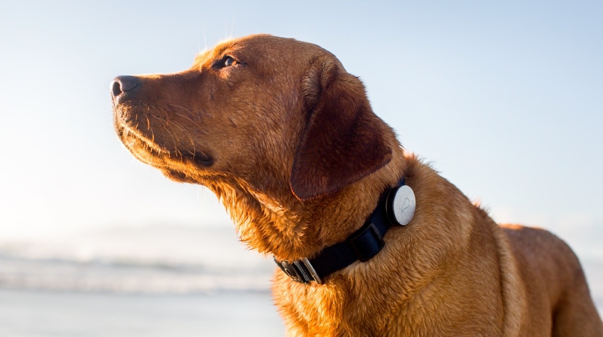 Gps antisequestro per cani: vantaggi e rischio hacker