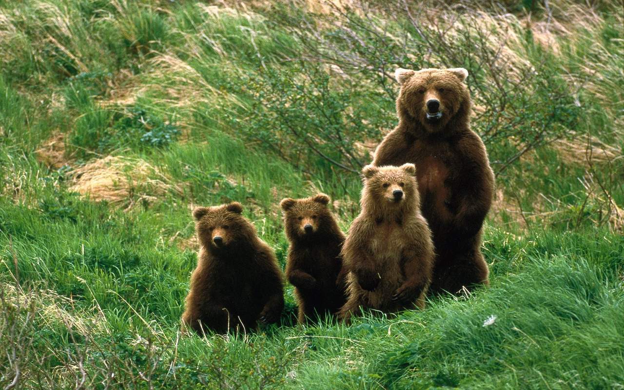 Biodiversità, in Italia quasi 600 specie a rischio 