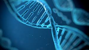 Fu Rosalind Franklin a scoprire la struttura del Dna  (non i Nobel Watson e Crick)