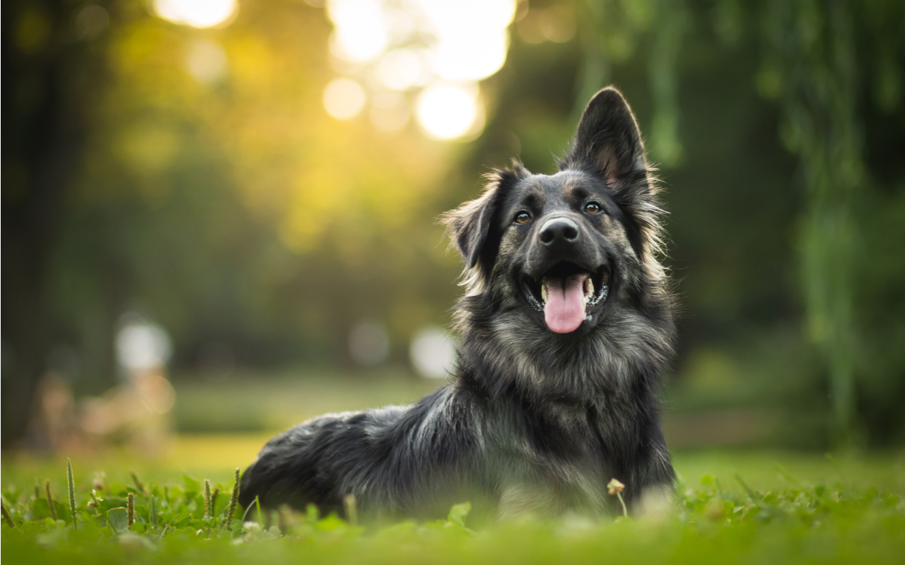 Mondo cane