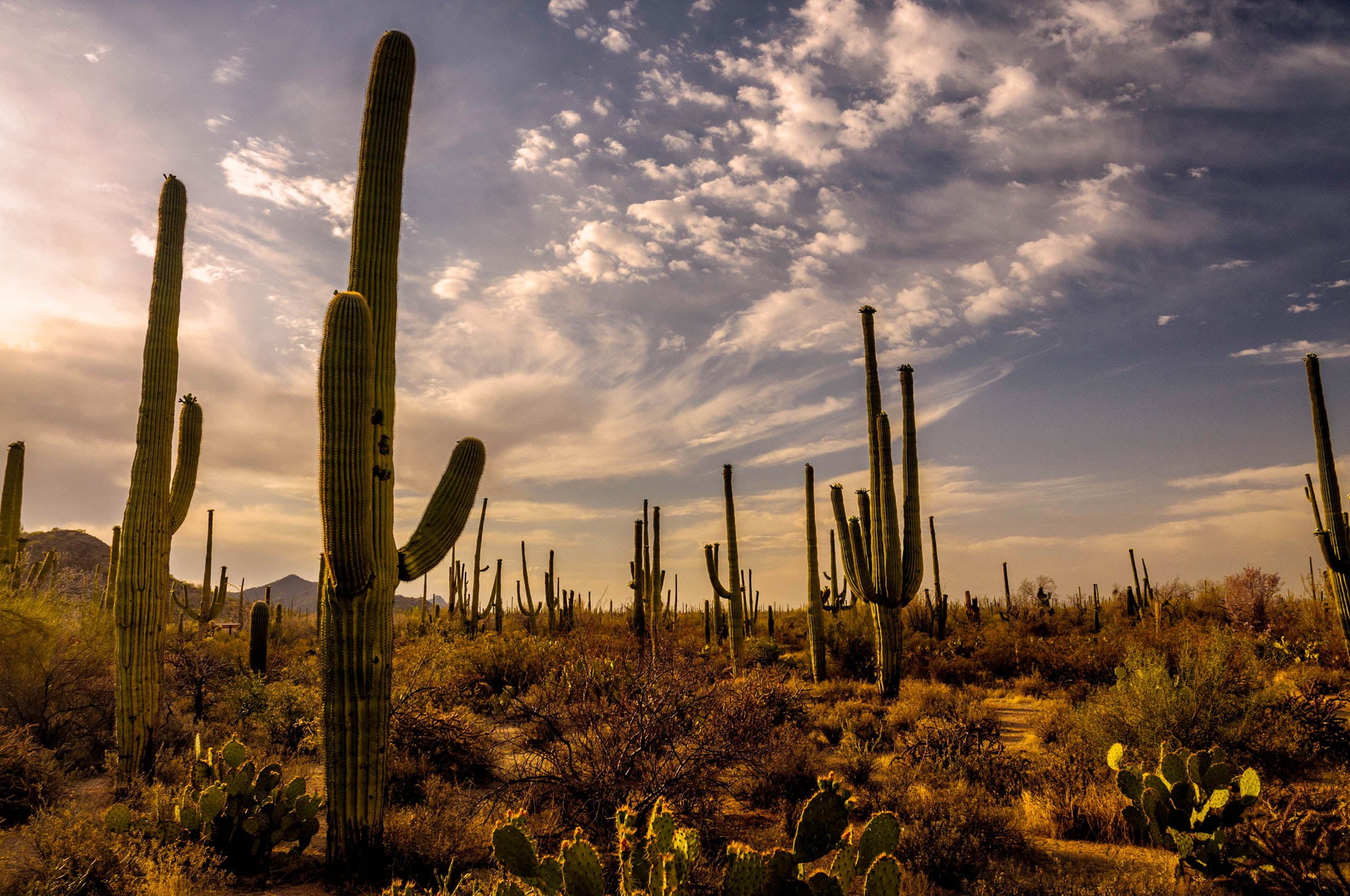 La cultura del cactus