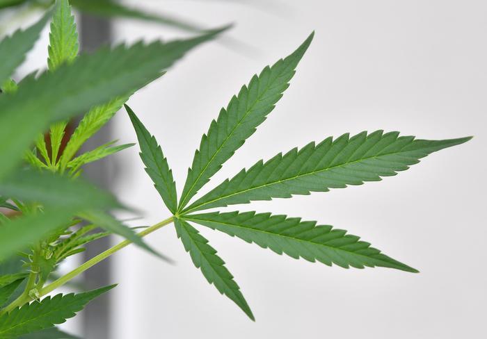 Cannabis, le reazioni alla pronuncia della Cassazione 