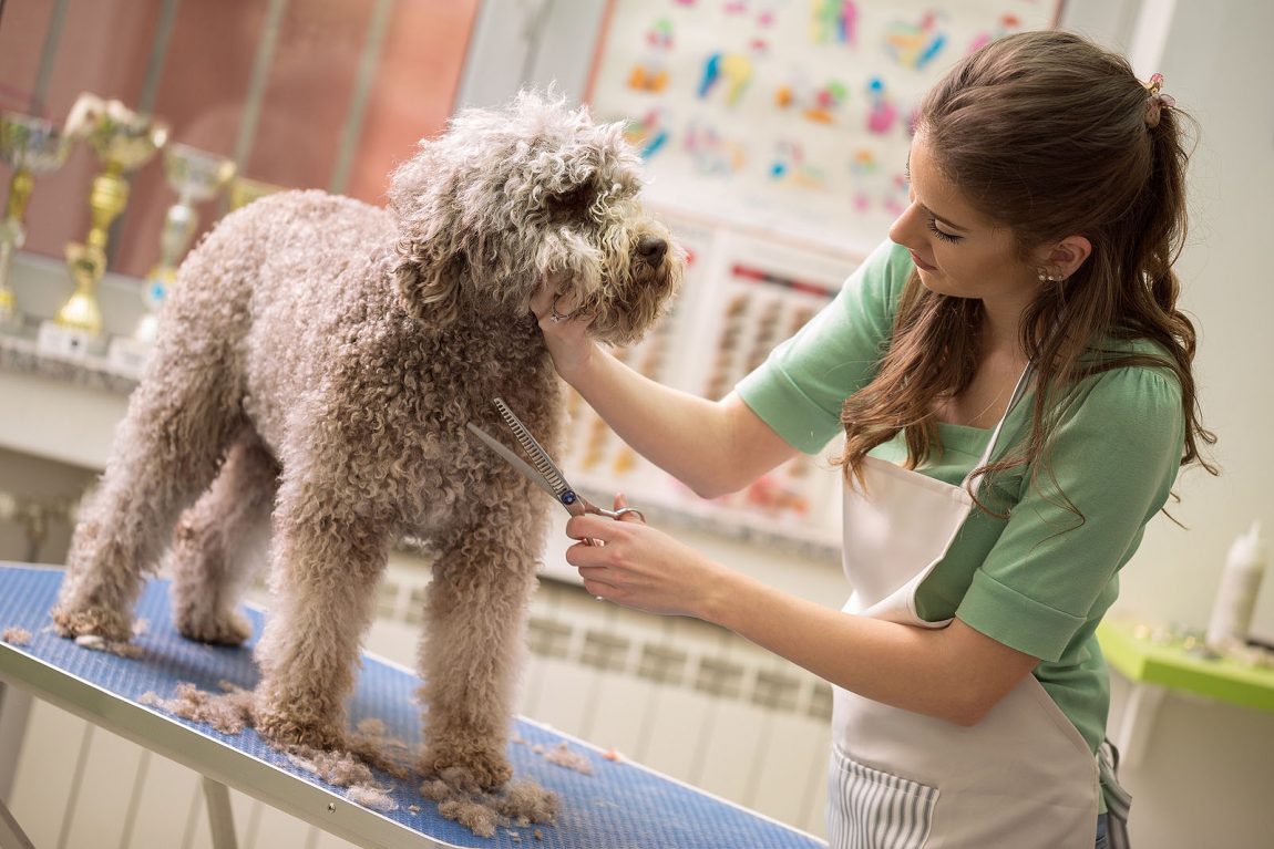 Anche i cani vittime dei Codici Ateco