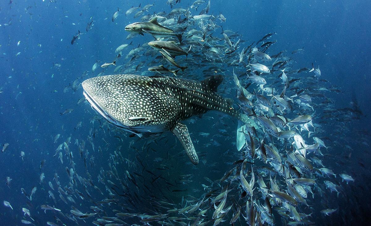 La Giornata mondiale degli Oceani per riflettere sul futuro dei nostri mari 