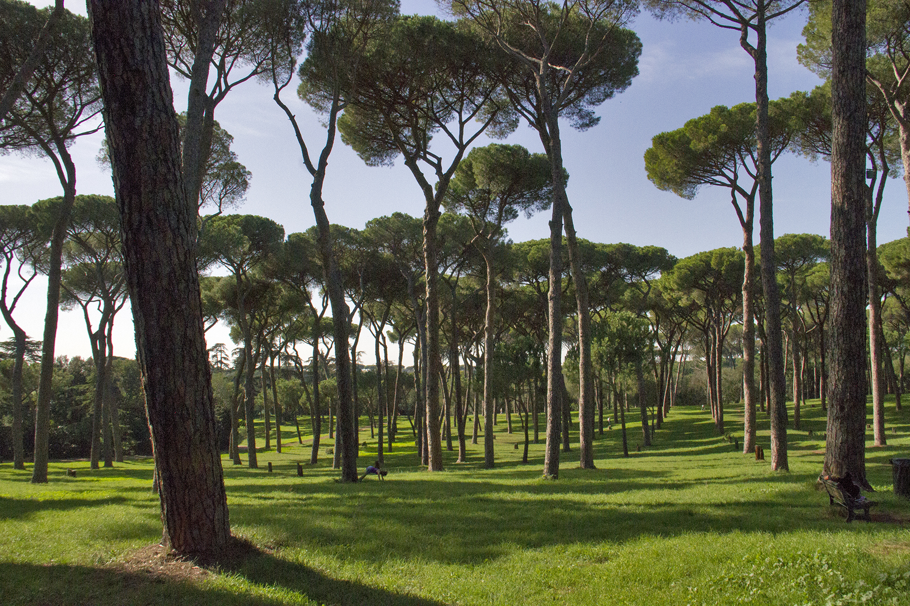 Domenica la Giornata nazionale degli alberi
