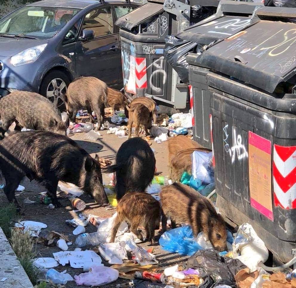 Abbattimento cinghiali: il caso Roma