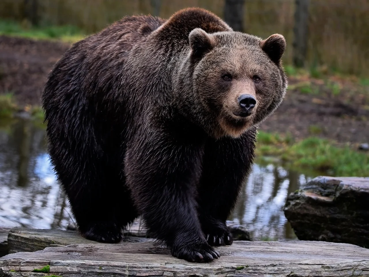 La pelle dell’orso