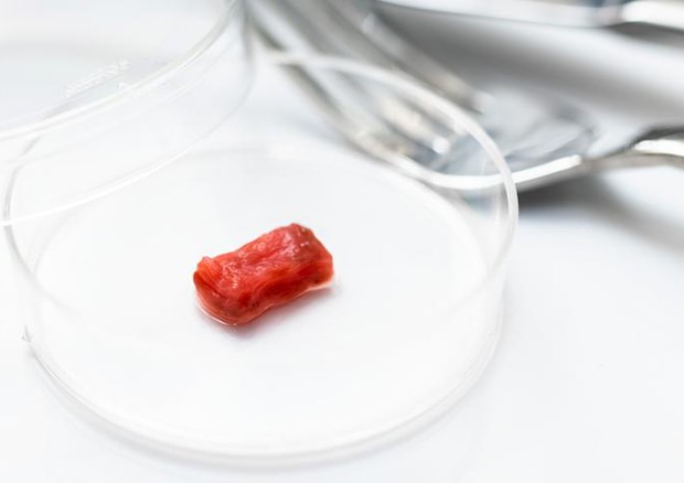 Carne colturale: perché no?