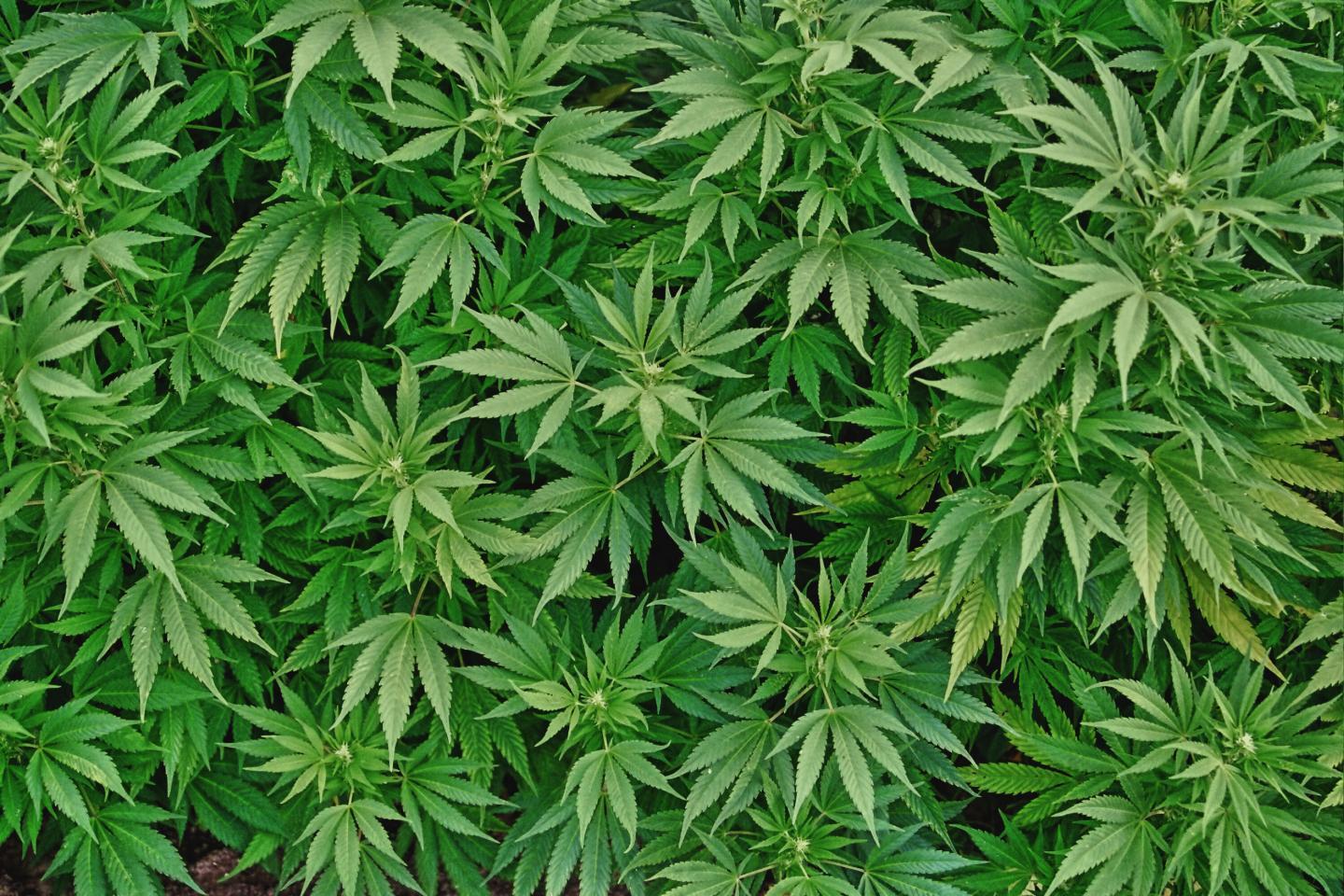 Il dottor Vento sull’uso della cannabis tra i giovani (video)