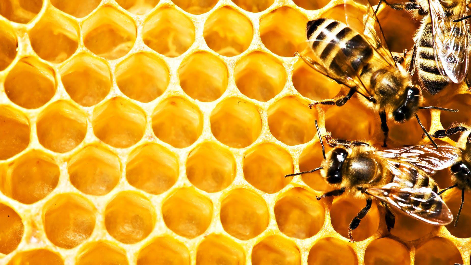 No, le api non stanno affatto scomparendo