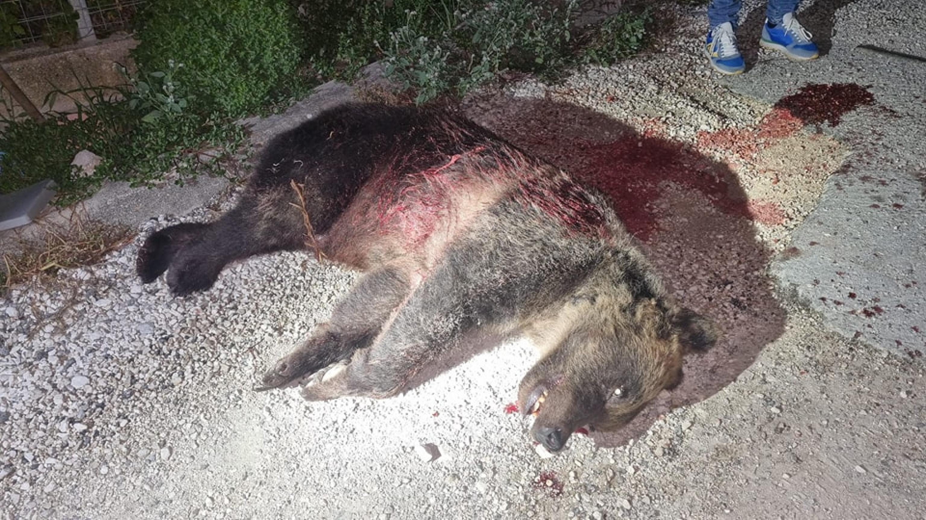 Orsa uccisa a fucilate, Pichetto: “Episodio grave”