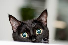 Lancio del gatto