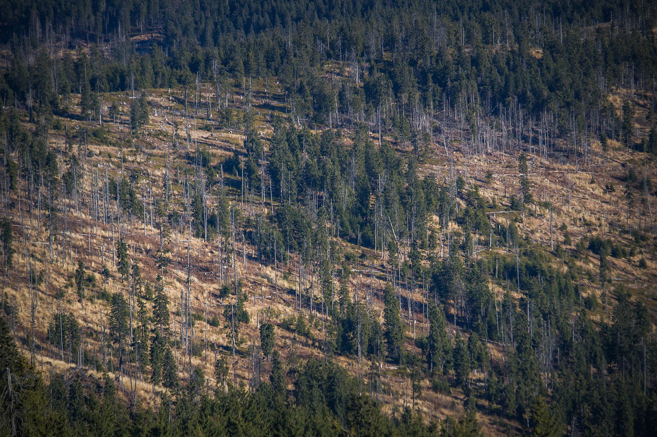 Più alberi uguale più ossigeno e meno Co2