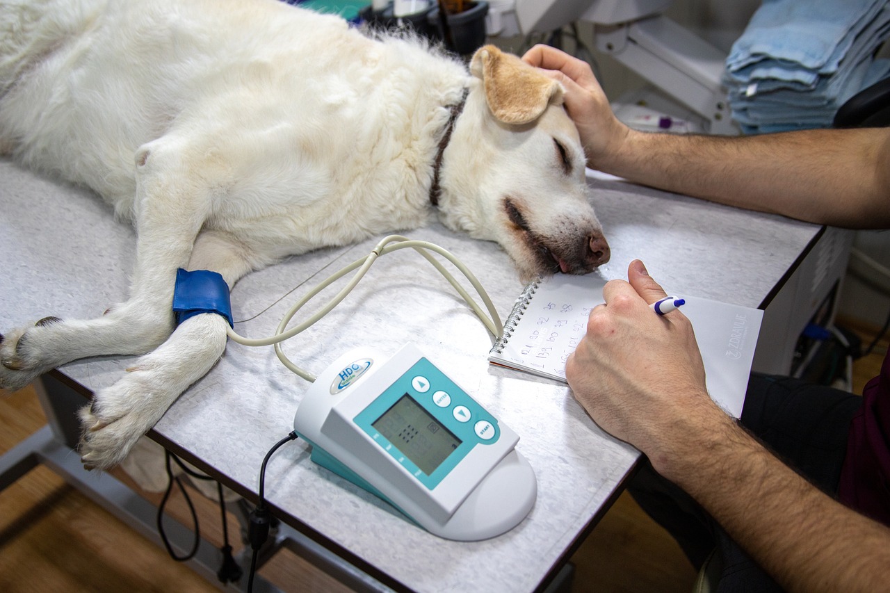 Anestesia veterinaria: tra urgenza ed evidenza scientifica