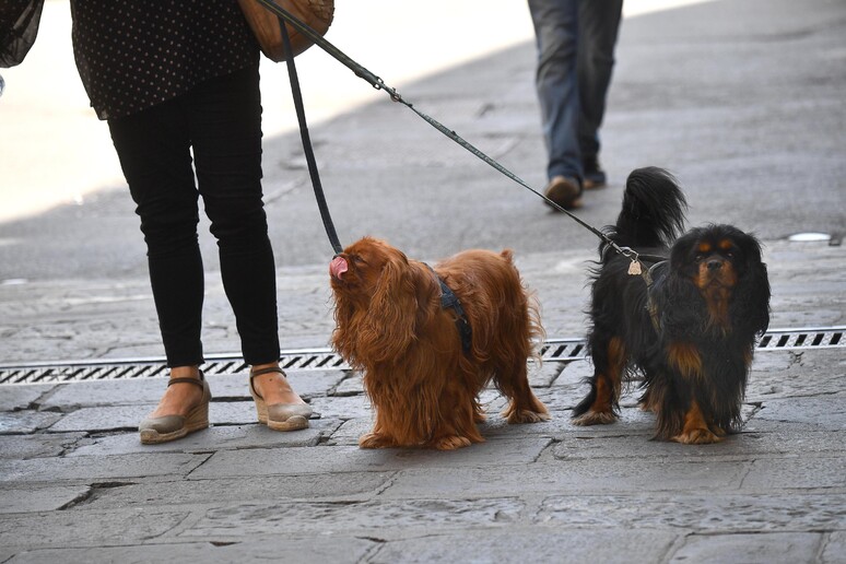  Paradosso italiano-europeo sui rapporti uomo-animali
